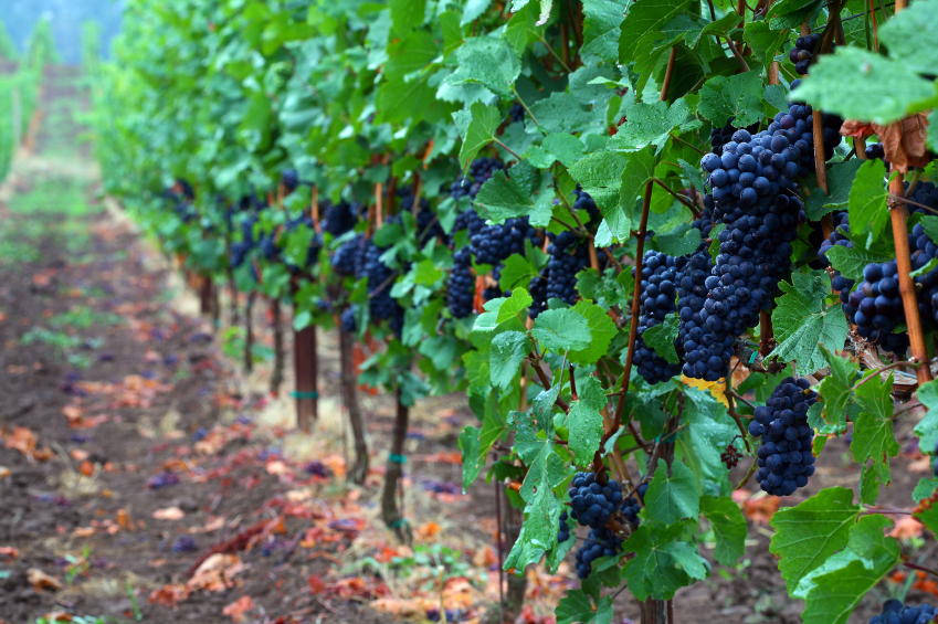 northcoast grapevine tours northcoast grapevine tours